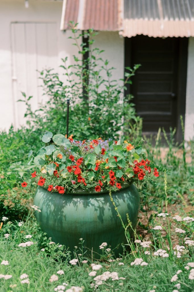 red and white flowers