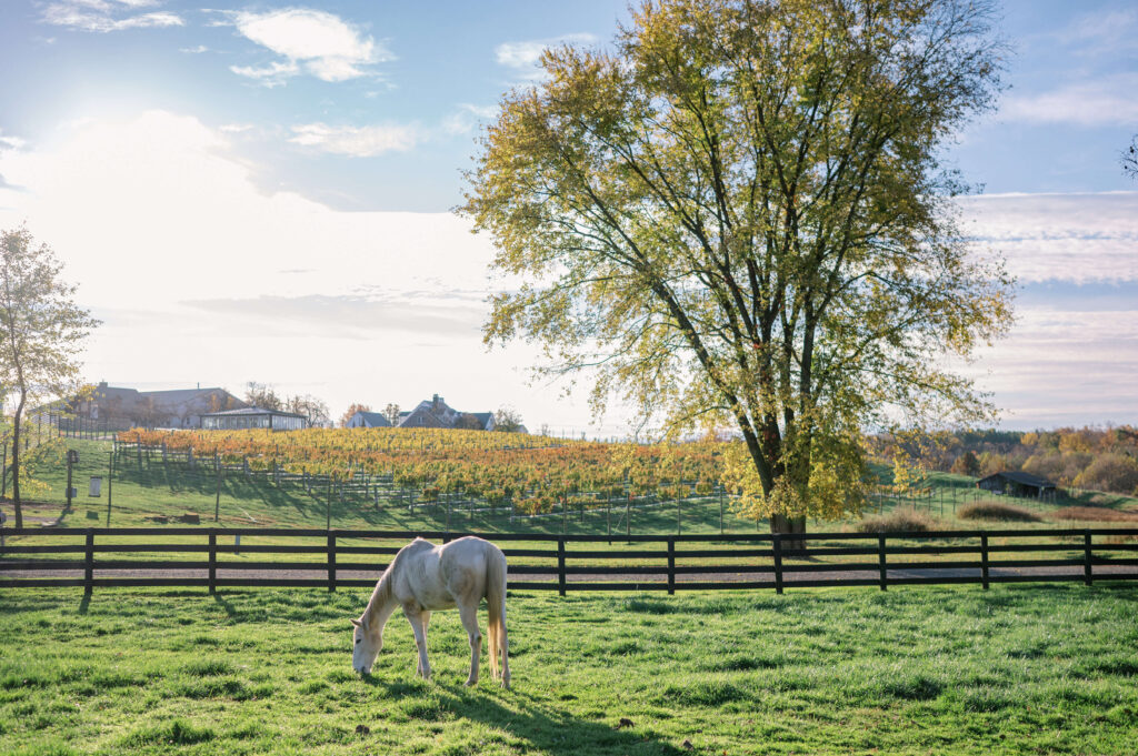 A white horse grazes on grass during a beautiful fall morning