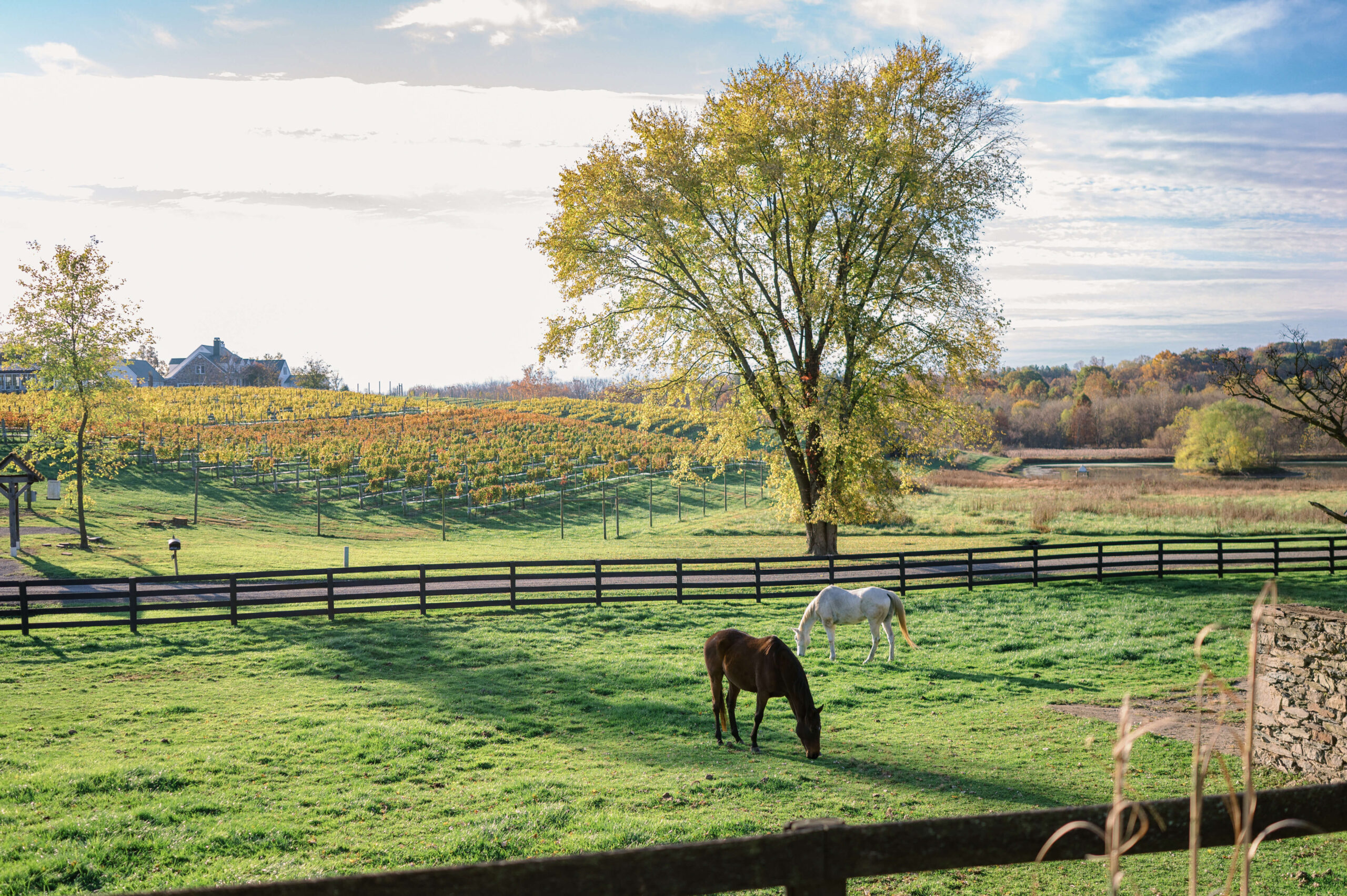 Horses graze in the pastures at the Tranquility Farm Wedding Venue
