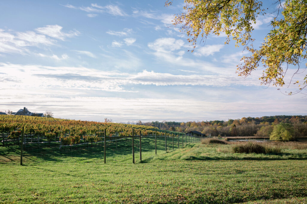 Otium Cellars and their beautiful vineyards are across the street from the farm