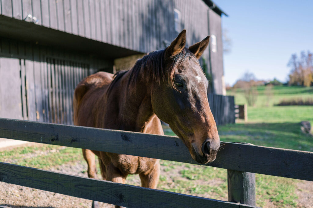 A bay horse hangs his head over a black fence at the farm