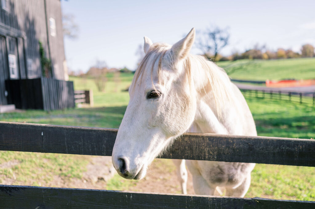 The friendly white horse rests his head on the fence of his pasture