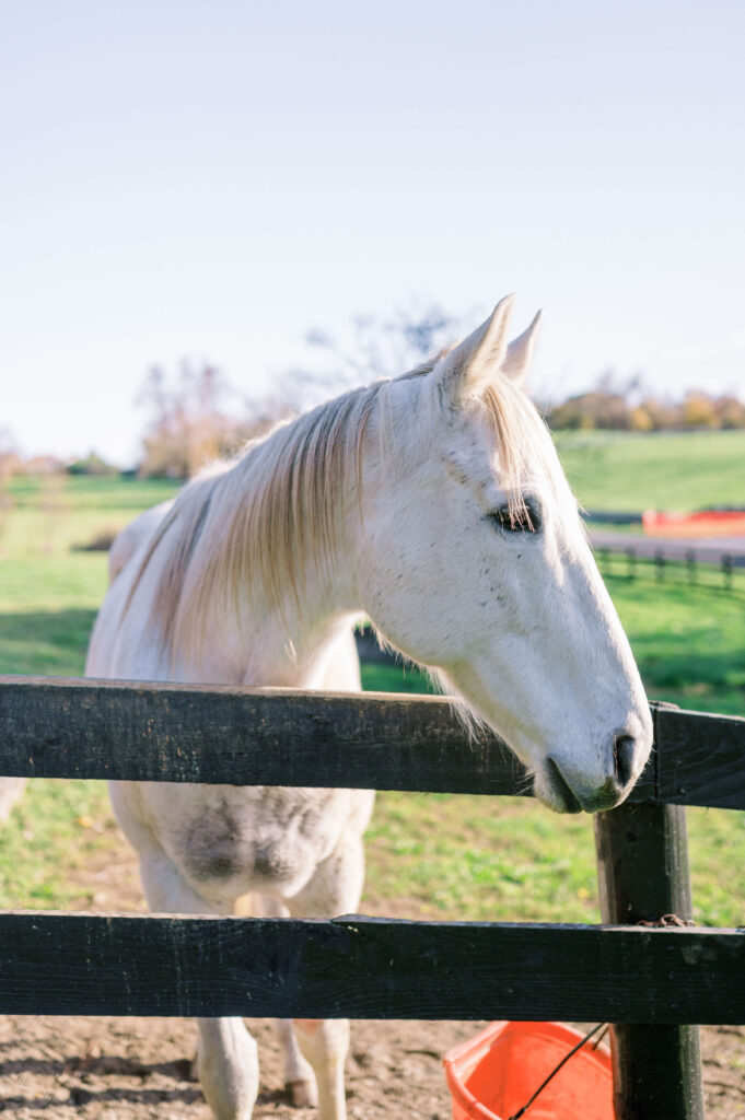 A friendly white horse hangs his head over the black fence